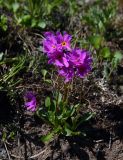 Primula cuneifolia