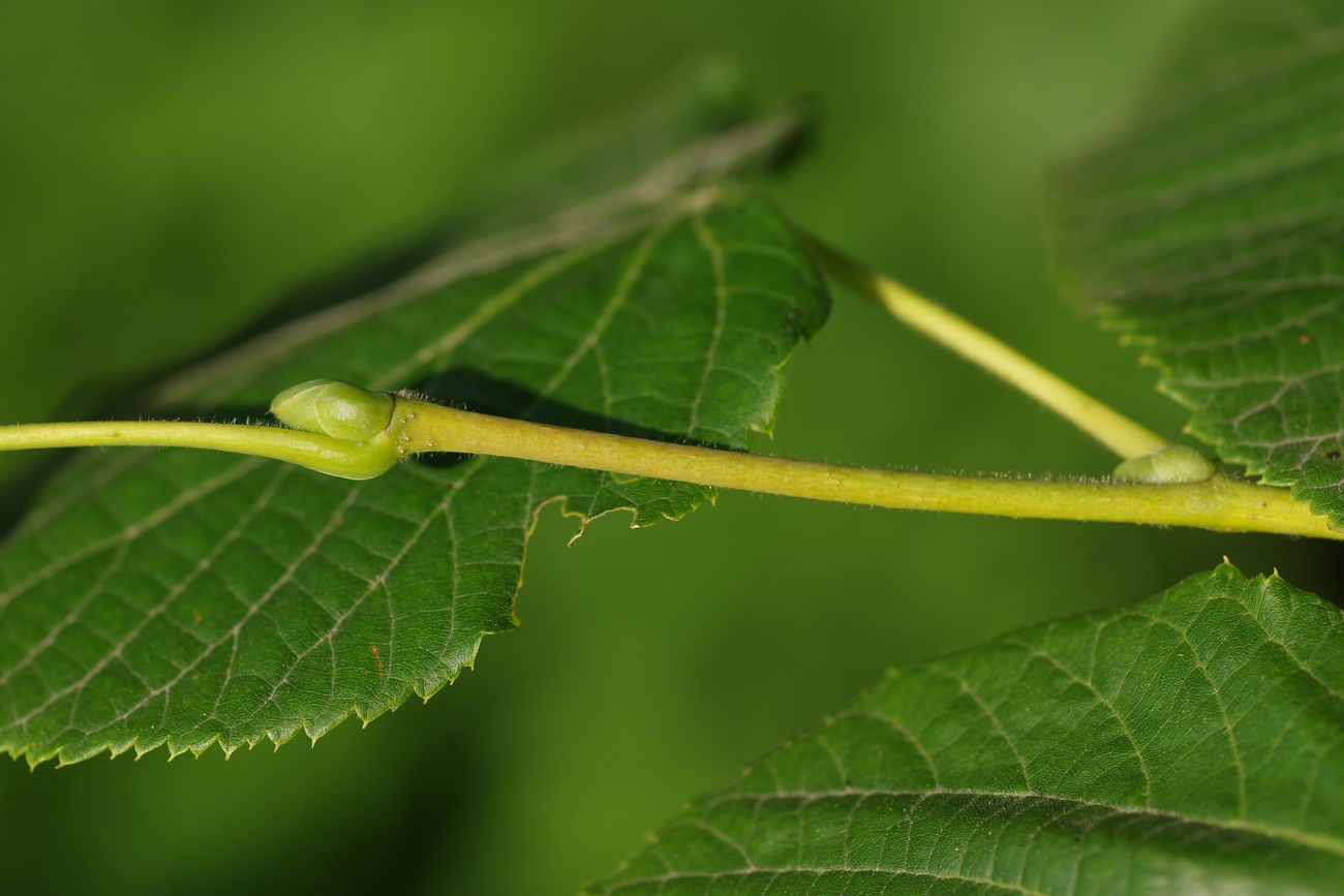 Image of Tilia cordifolia specimen.