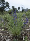 Delphinium verdunense. Цветущее растение на порубочных остатках. Испания, автономное сообщество Каталония, провинция Жирона, комарка Баш Эмпорда, муниципалитет Тороэлья-де-Монгри, долина Санта-Катерина. 15.06.2018.