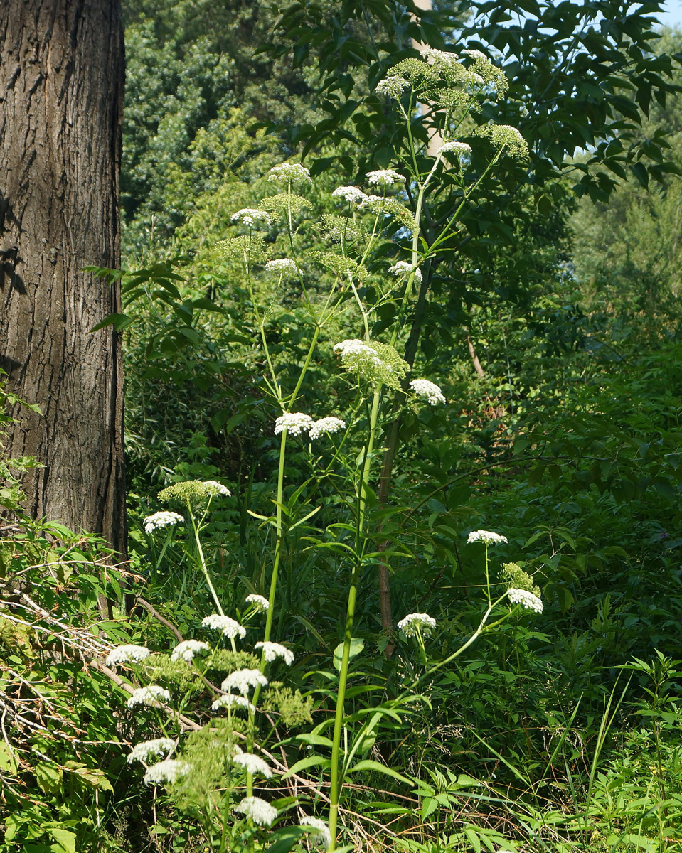 Изображение особи Sium latifolium.