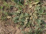 Astragalus testiculatus. Плодоносящие растения. Иркутская обл., Осинский р-н, окр. дер. Рассвет, Братское вдхр., песчаный пляж. 04.07.2018.
