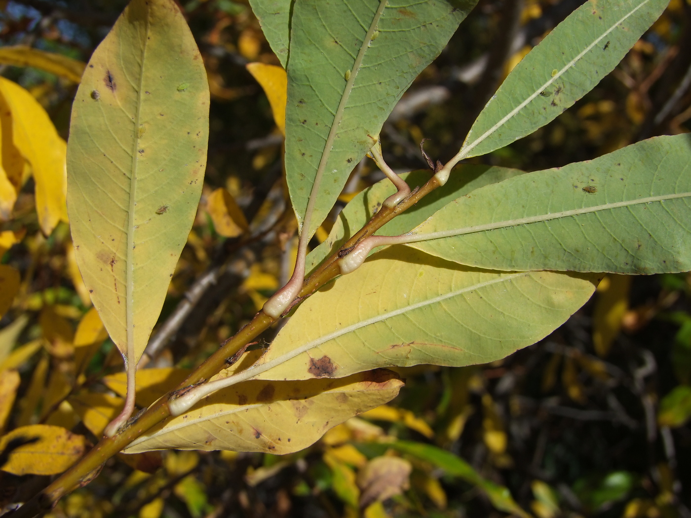 Image of Salix udensis specimen.