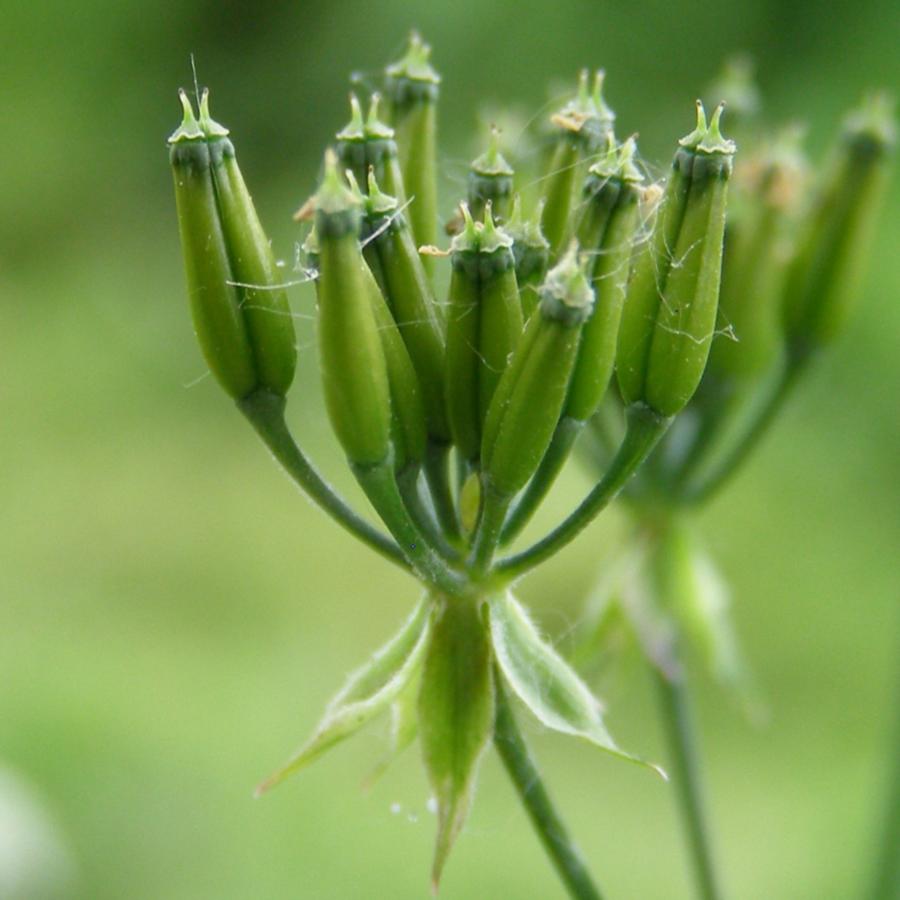 Изображение особи Anthriscus sylvestris.