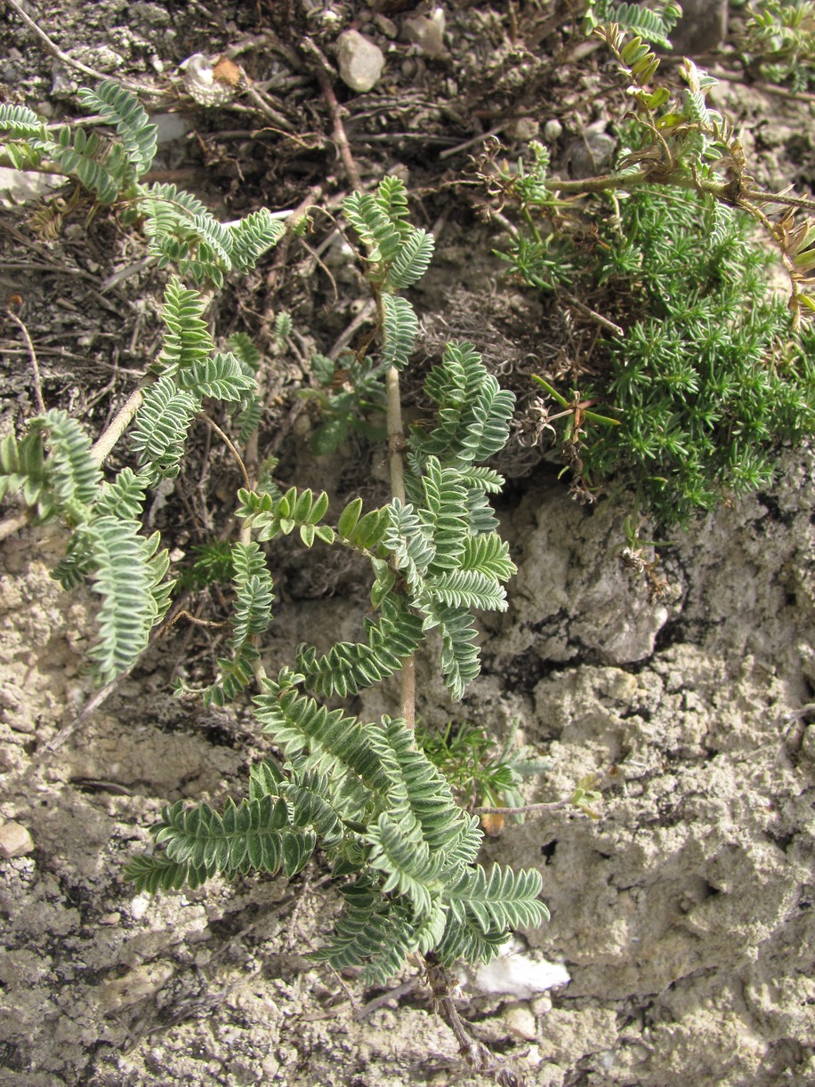 Изображение особи семейство Fabaceae.