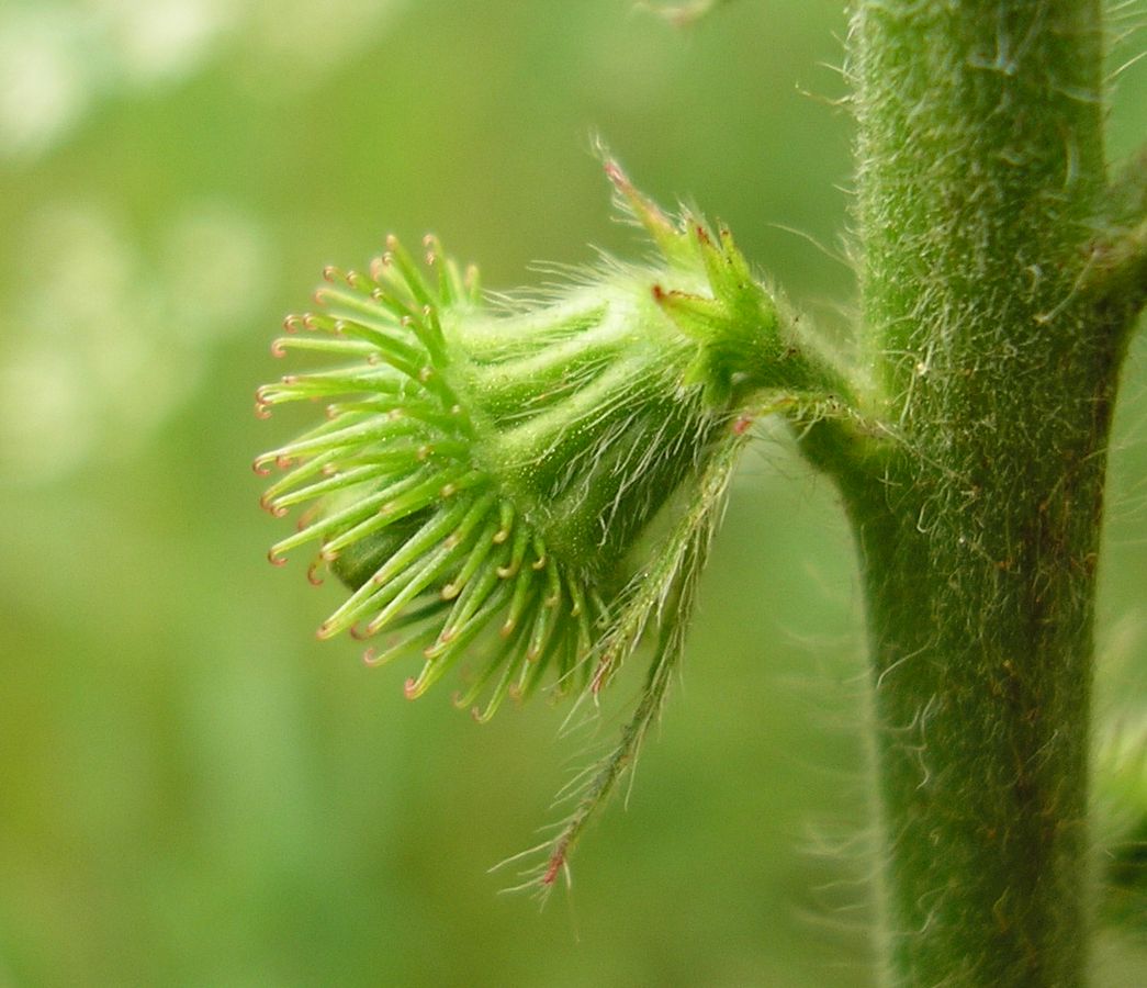 Image of Agrimonia eupatoria ssp. grandis specimen.
