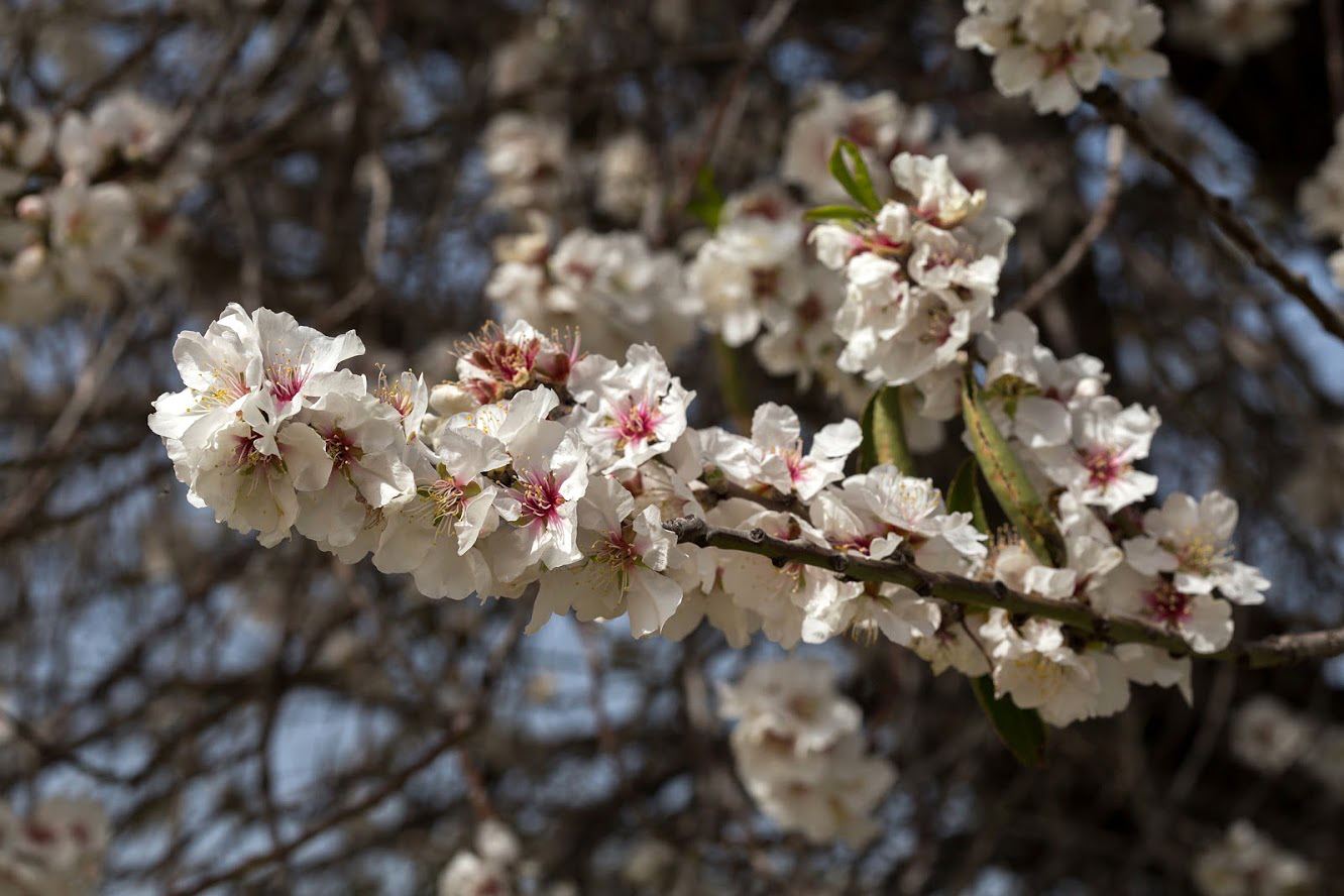 Изображение особи Amygdalus communis.