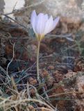 Crocus laevigatus