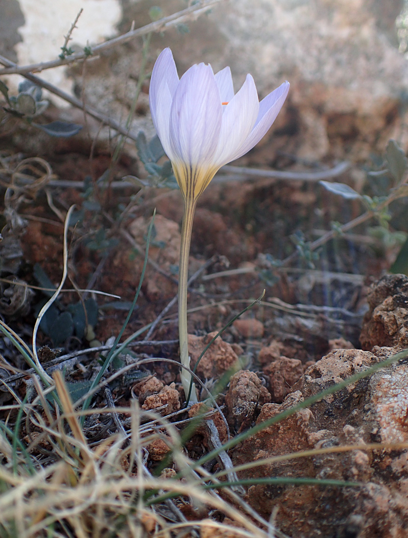 Image of Crocus laevigatus specimen.