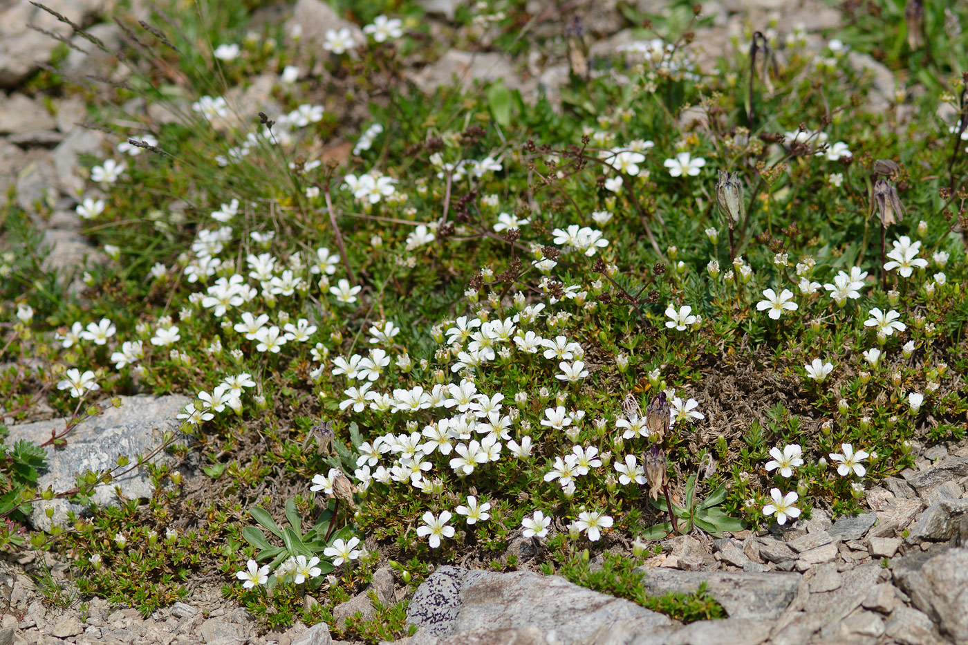 Изображение особи Minuartia imbricata.