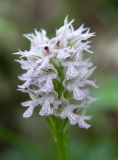 Neotinea tridentata