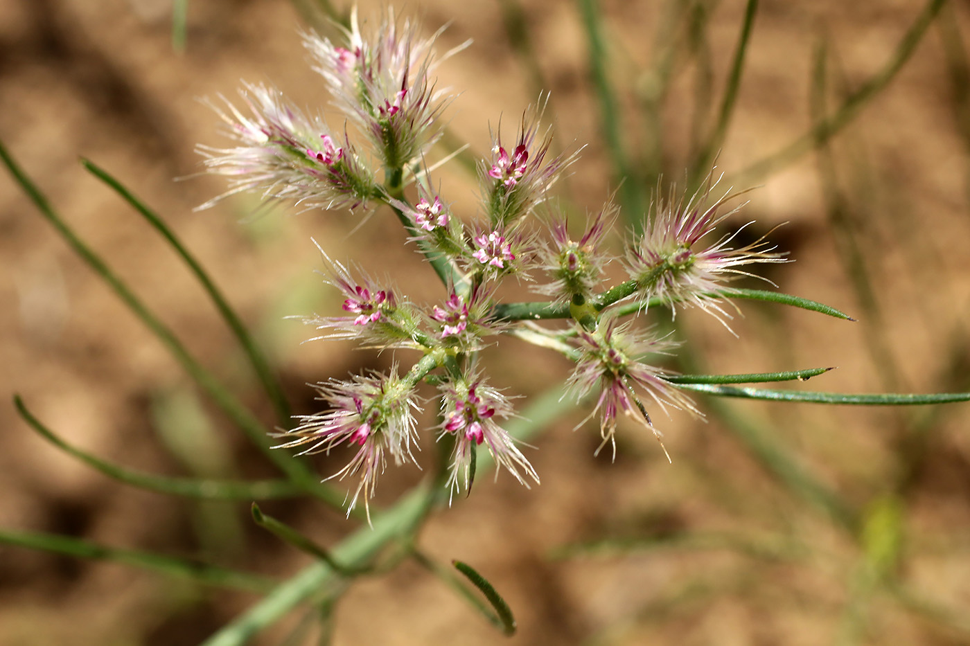 Изображение особи Cuminum setifolium.