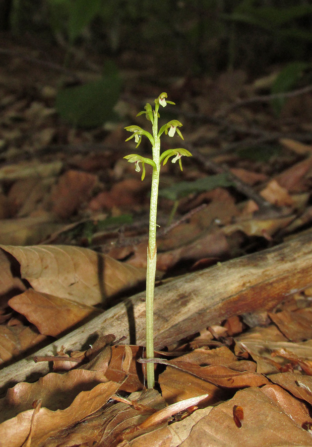 Изображение особи Corallorhiza trifida.