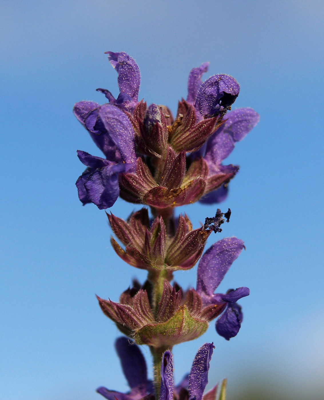 Image of Salvia deserta specimen.