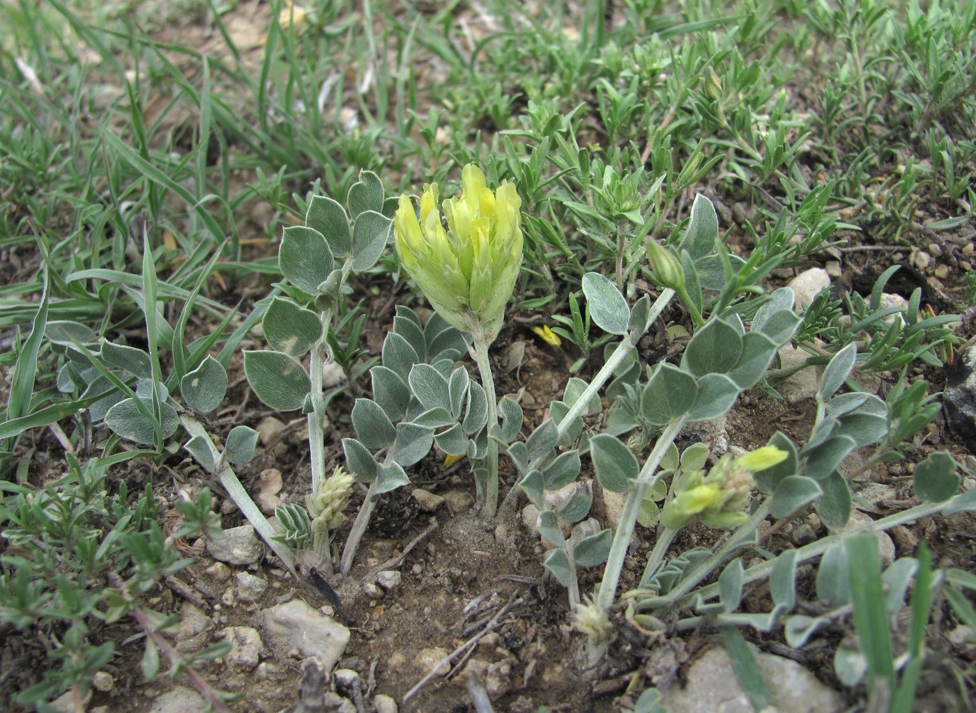 Изображение особи Astragalus calycinus.