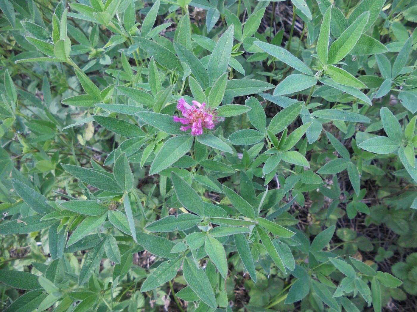 Image of Trifolium medium specimen.