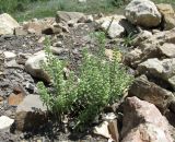 Alyssum alyssoides. Плодоносящее растение. Дагестан, Докузпаринский р-н, окр. с. Мискинджа, каменистое дно горной балки. 4 июня 2019 г.