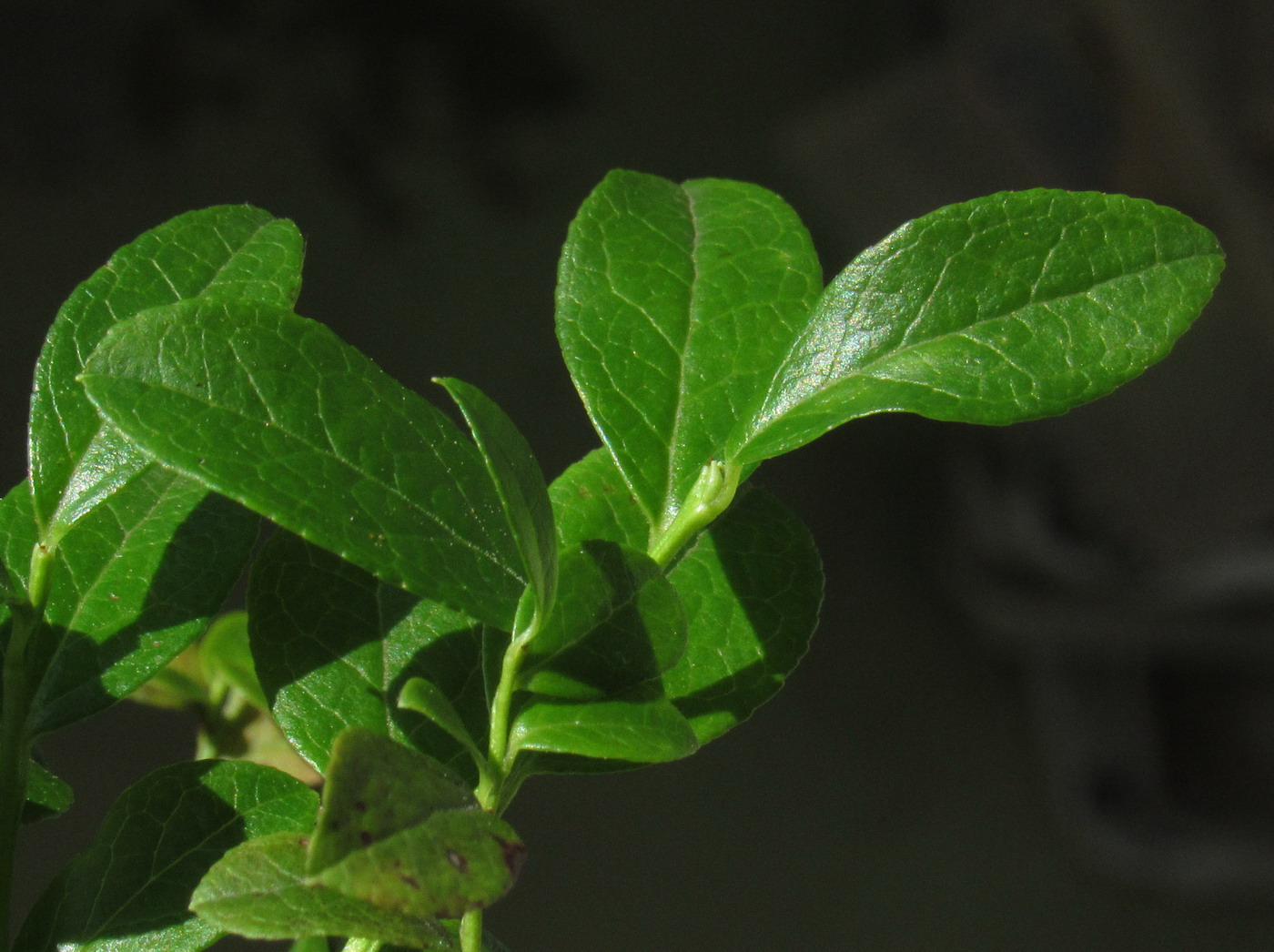 Image of Vaccinium &times; intermedium specimen.