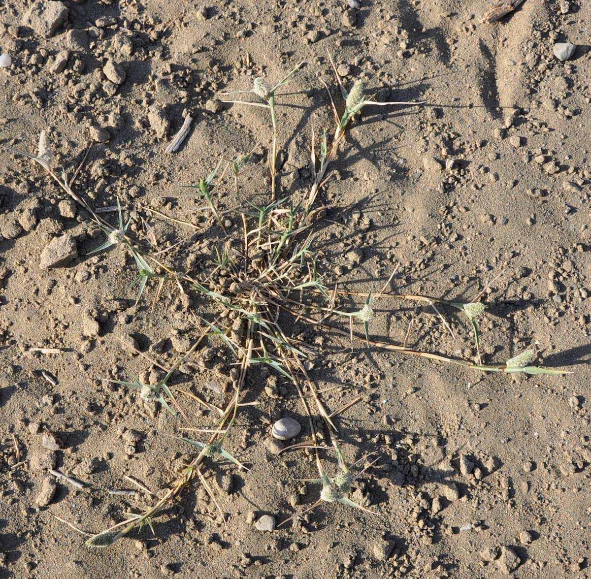 Image of Crypsis schoenoides specimen.
