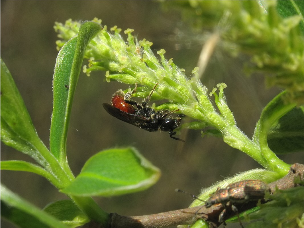 Изображение особи Salix &times; fragilis.