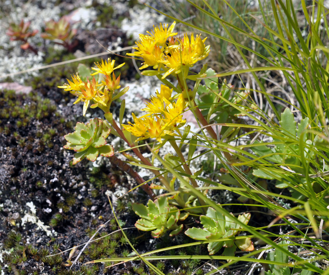 Image of Aizopsis hybrida specimen.