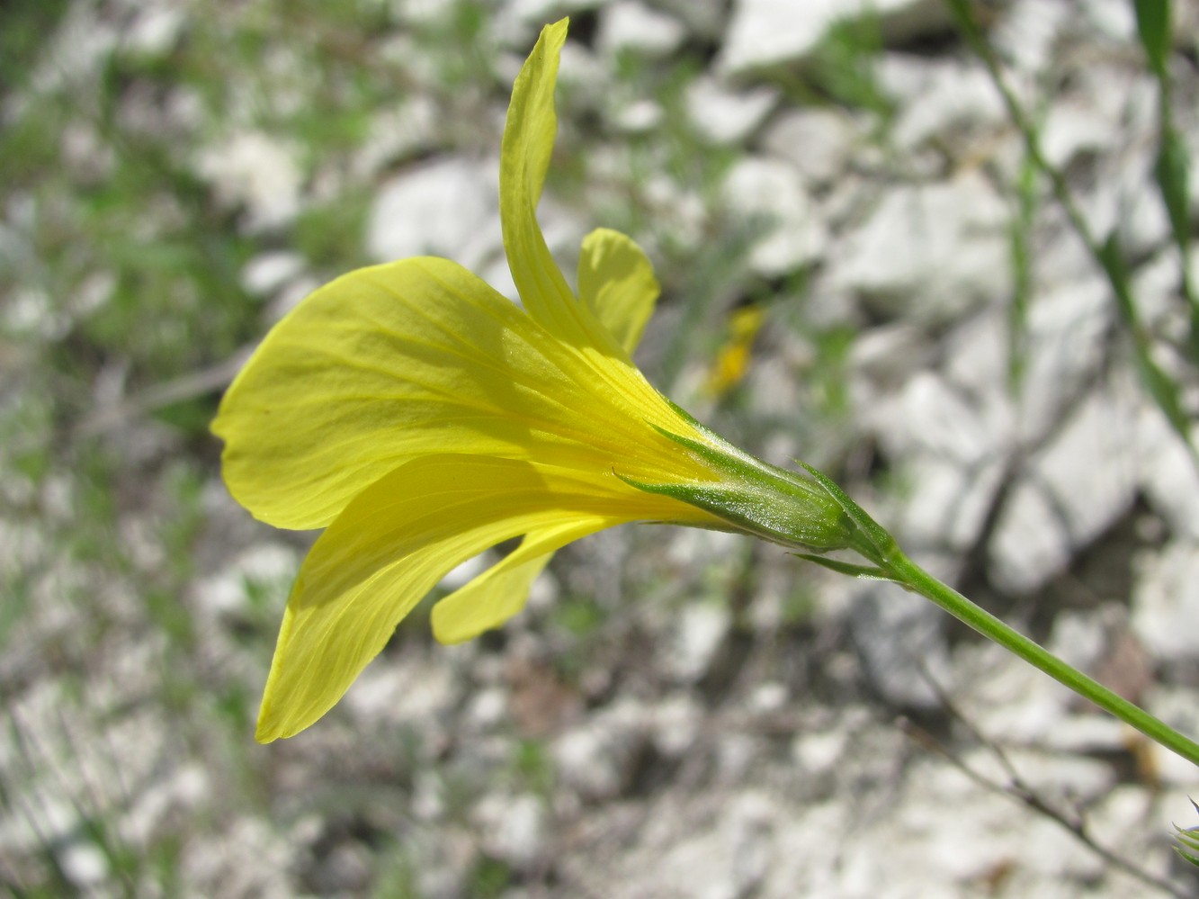 Image of Linum alexeenkoanum specimen.