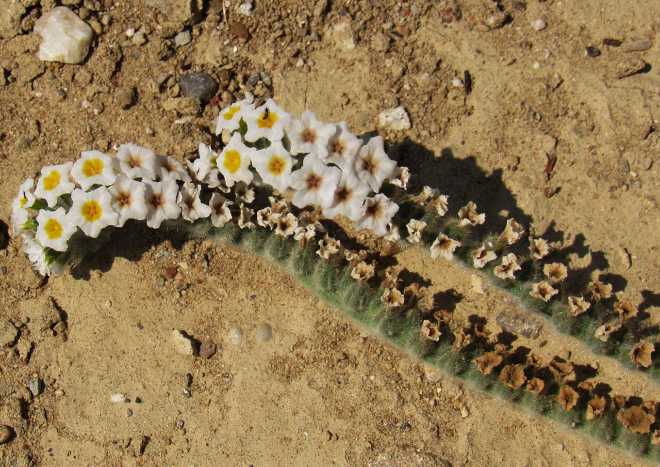 Изображение особи Heliotropium hirsutissimum.