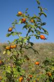 Rosa rubiginosa