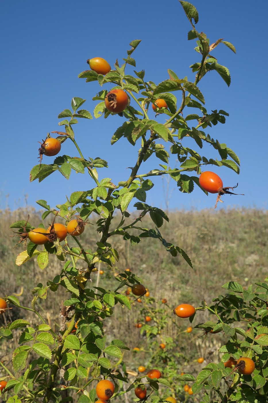 Image of Rosa rubiginosa specimen.