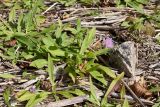 Knautia arvensis