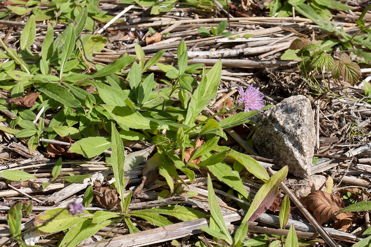 Image of Knautia arvensis specimen.