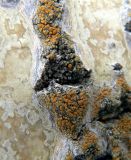 Image of specimen
