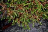 Juniperus sibirica. Верхушки ветвей. Башкирия, Белорецкий р-н, гора Большой Иремель, ≈ 1400 м н.у.м., курумник. 30.07.2019.