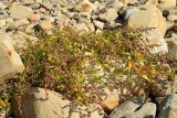 Atriplex prostrata