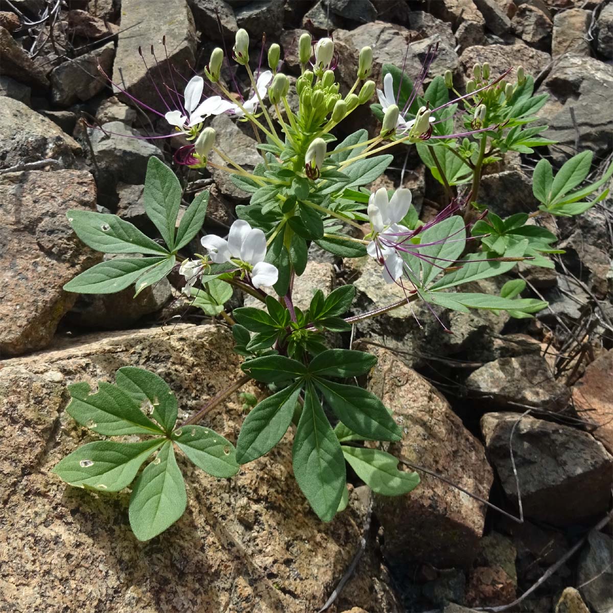 Изображение особи Cleome chilensis.