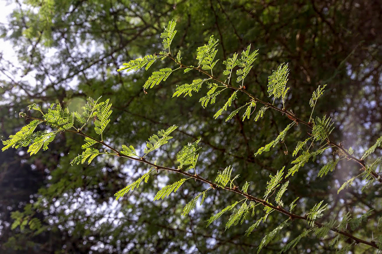 Изображение особи Vachellia xanthophloea.