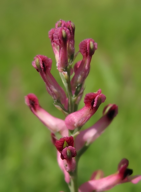 Изображение особи Fumaria officinalis.