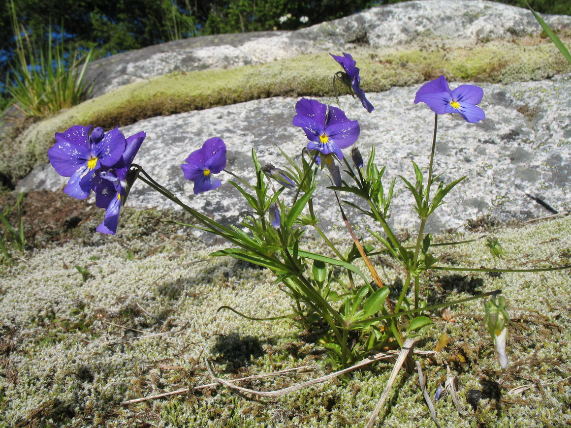 Image of Viola disjuncta specimen.