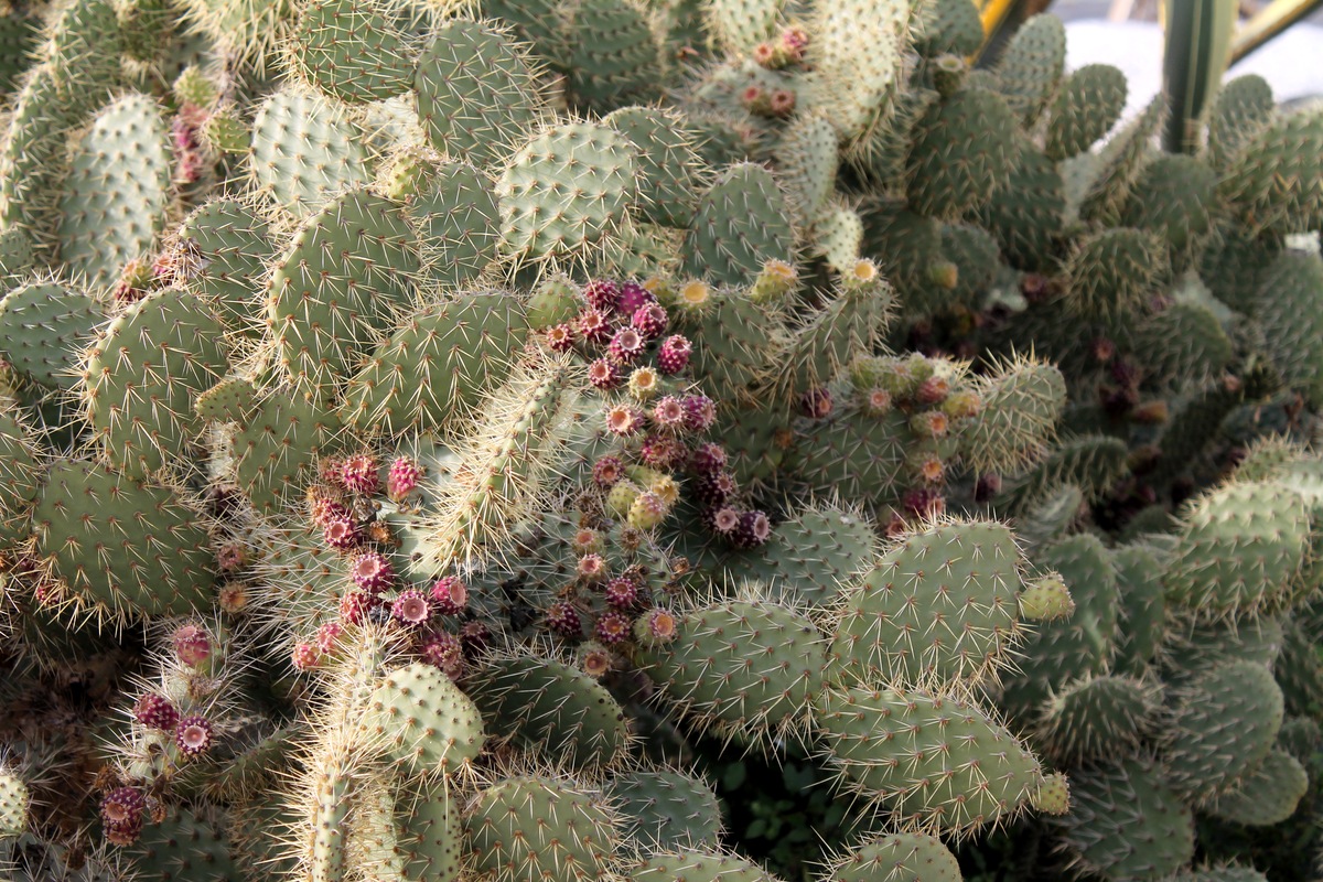 Изображение особи Opuntia discata.