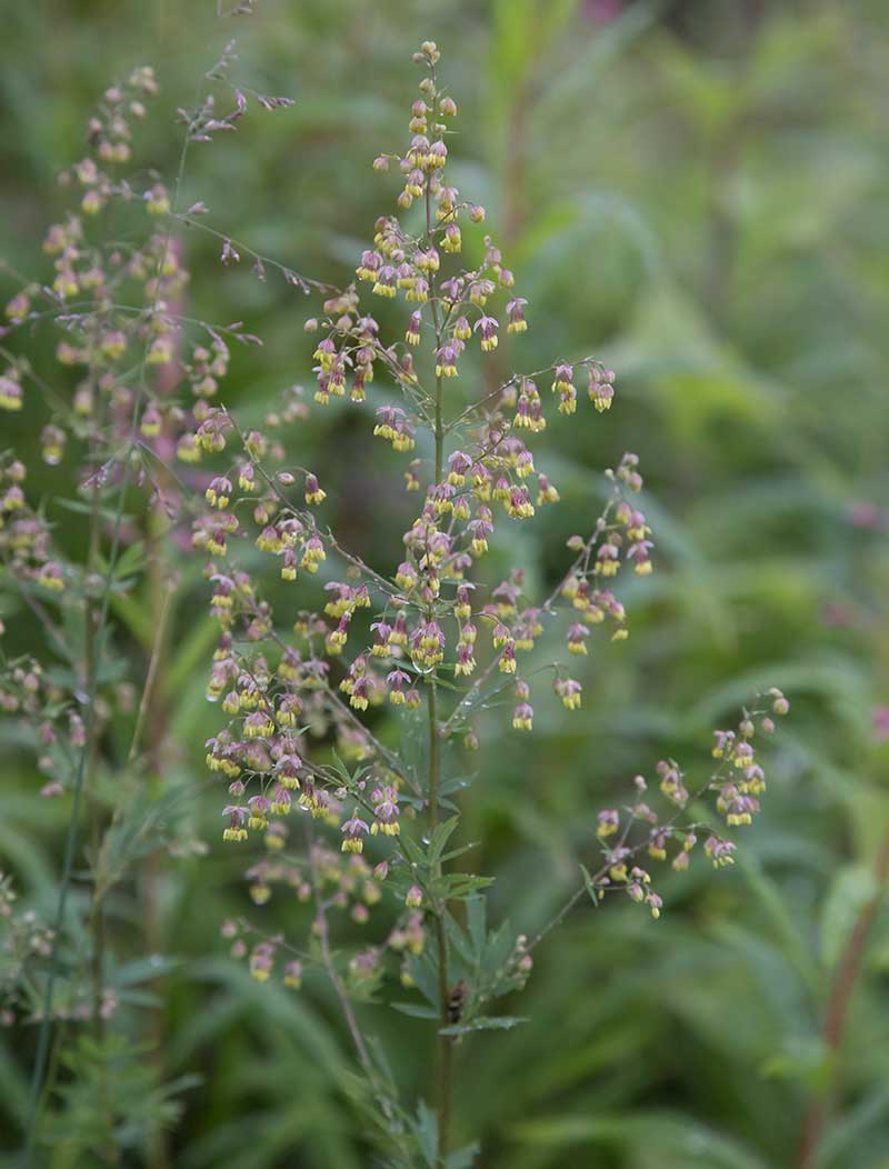 Image of Thalictrum simplex specimen.