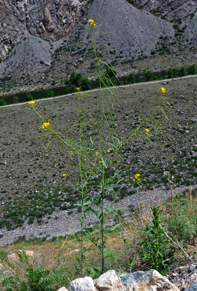 Image of Sisymbrium heteromallum specimen.