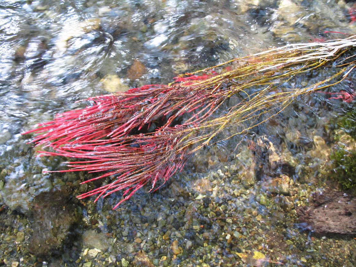 Image of Populus afghanica specimen.