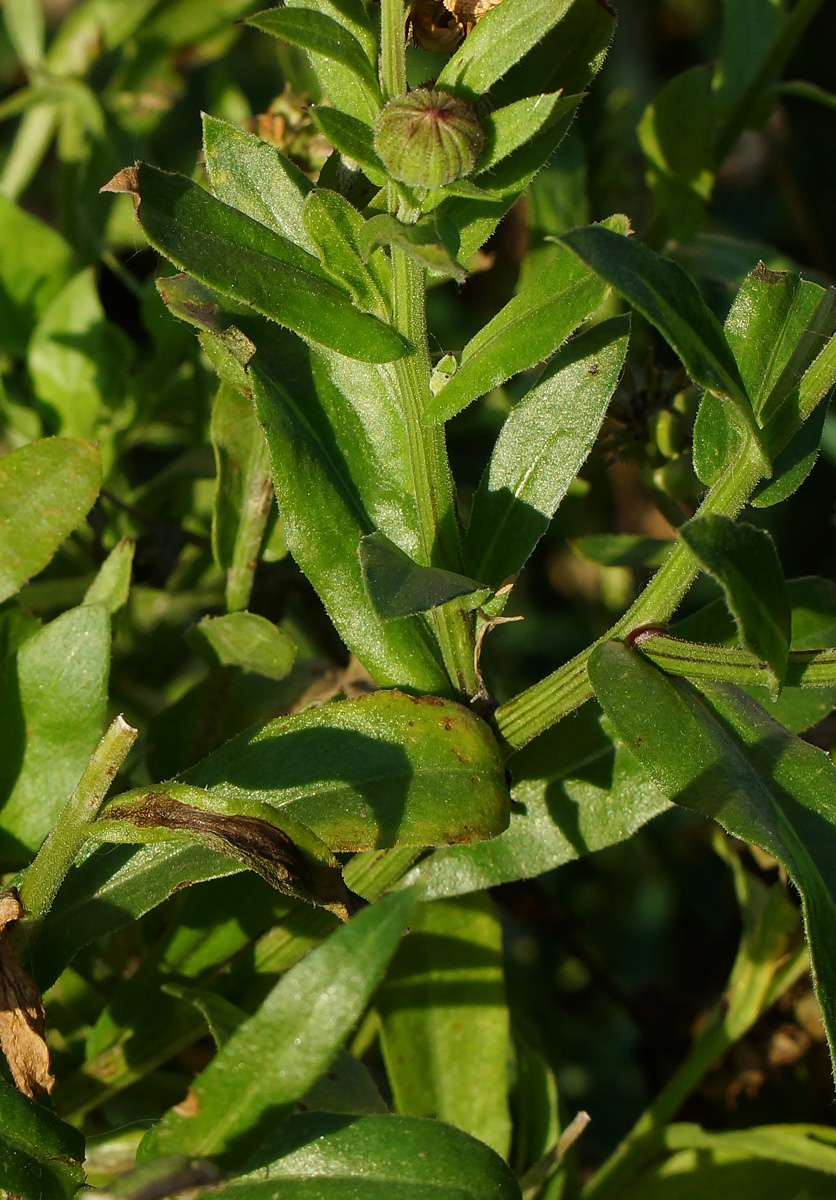 Image of Calendula officinalis specimen.