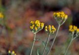 Achillea leptophylla. Соцветия. Астраханская обл., Богдинско-Баскунчакский заповедник, гора Большое Богдо, сухой склон. 01.05.2019.