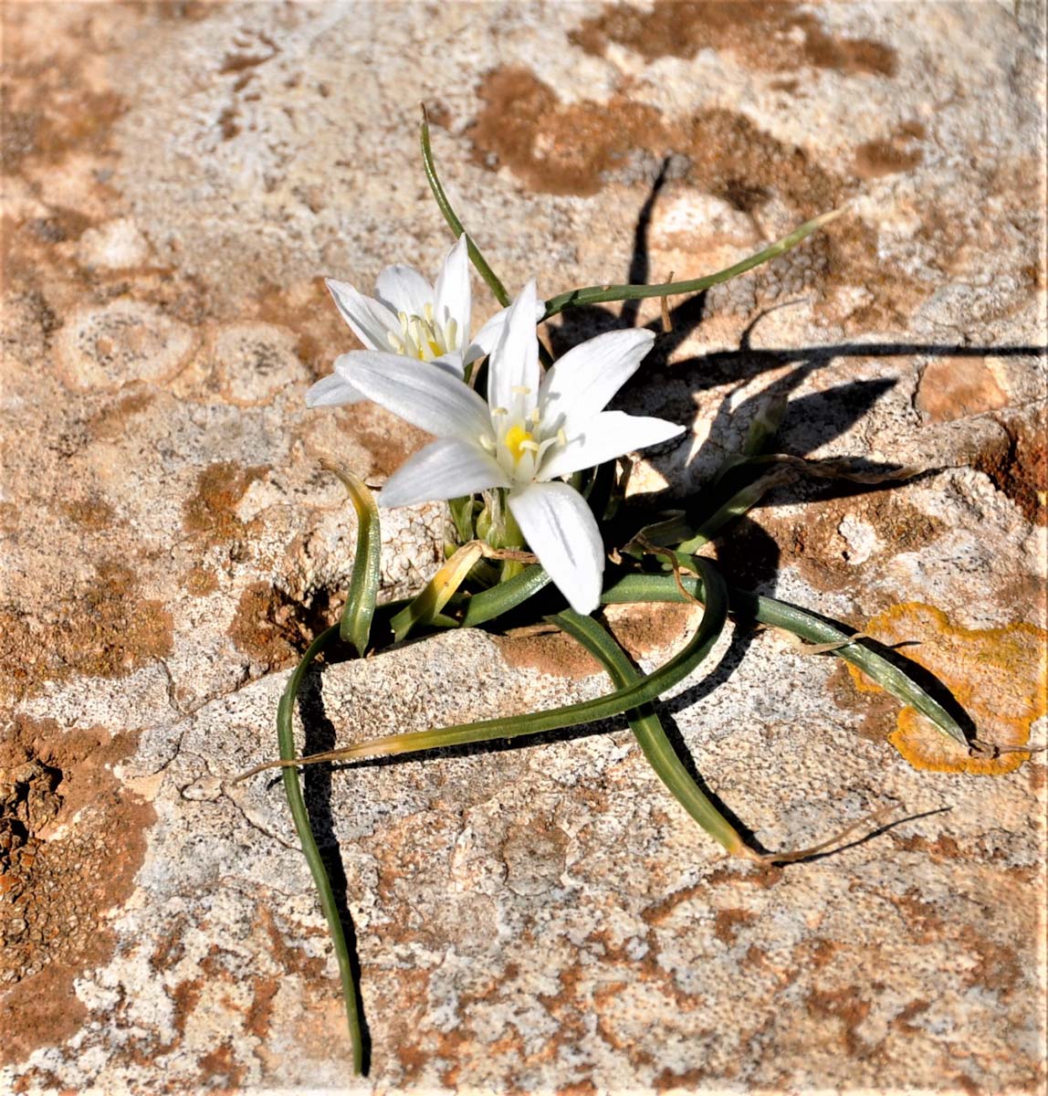 Image of Ornithogalum pedicellare specimen.