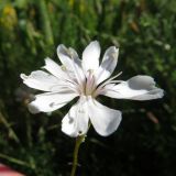 Silene acutidentata. Цветок. Казахстан, Туркестанская (Южно-Казахстанская) обл., Сырдарья-Туркестанский государственный региональный природный парк, Боралдайский филиал, окр. горы Улькен-Тура, ≈ 1000 м н.у.м., саванноидное сообщество. 25.05.2016.