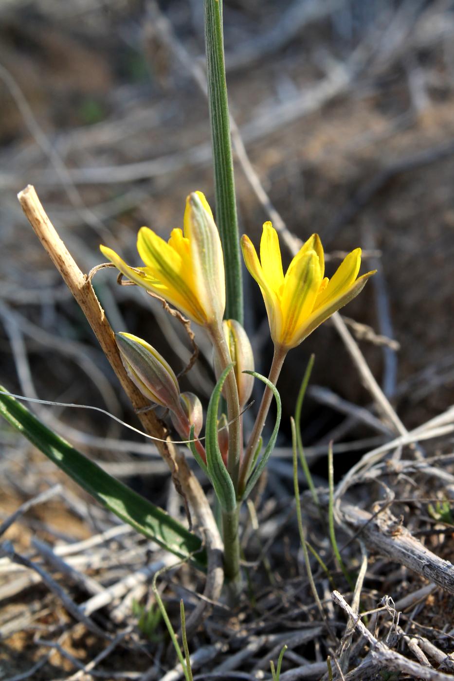 Image of Gagea afghanica specimen.