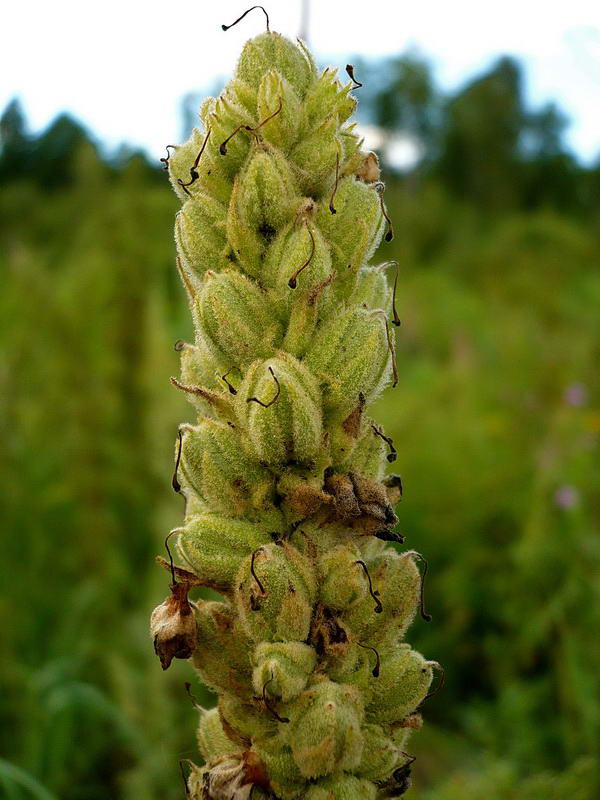 Image of Verbascum thapsus specimen.