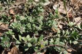 Alyssum gmelinii