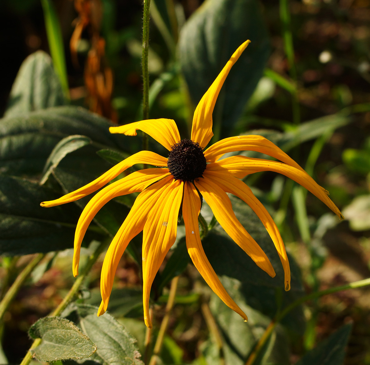 Изображение особи Rudbeckia hirta.