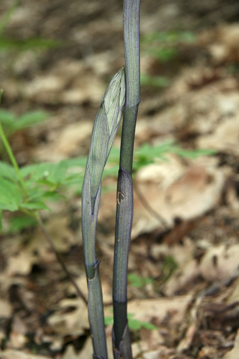 Image of Limodorum abortivum specimen.